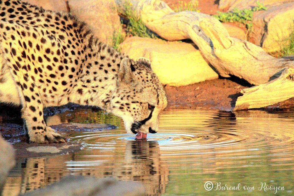 Kruger national park