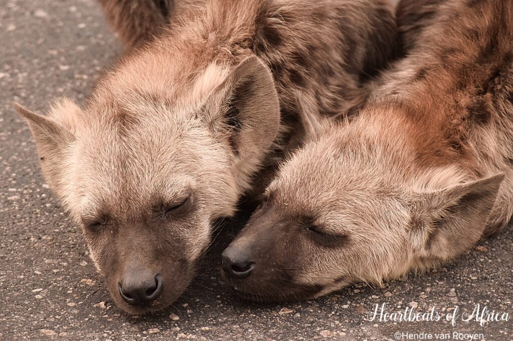 Bushveld Breakaway