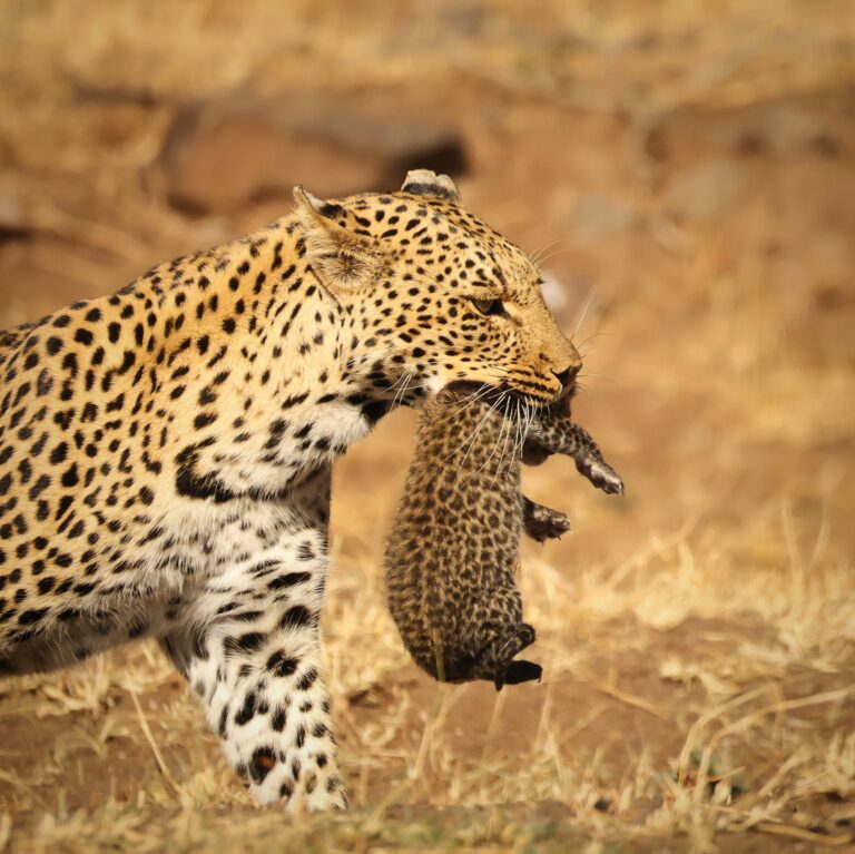 leopard mother carrying cub